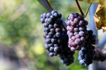 grape Crop of korea Fall