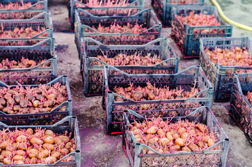 Seed potatoes with sprouts after processing from the Colorado beetle. Preparation for planting potatoes. seasonal work in the field, vegetables, agriculture, farming, close-up
