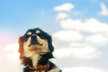 Obraz premium portrait of a black dog on a blue sky background. domestic pet, animal. place for text. copyspace