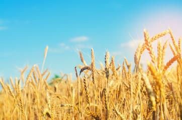 Fototapeta premium wheat spike and blue sky close-up. a golden field. beautiful view. symbol of harvest and fertility. Harvesting, bread.