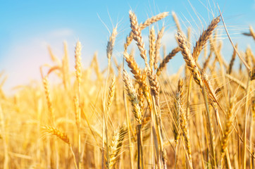 wheat spike and blue sky close-up. a golden field. beautiful view. symbol of harvest and fertility. Harvesting, bread.