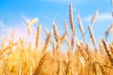 Fototapeta premium wheat spike and blue sky close-up. a golden field. beautiful view. symbol of harvest and fertility. Harvesting, bread.
