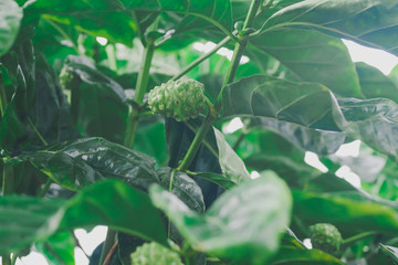 Fototapeta premium Fresh Noni Fruit on tree in garden .