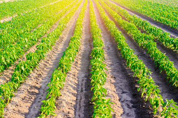 Fototapeta na wymiar vegetable rows of pepper grow in the field. farming, agriculture, vegetables, eco-friendly agricultural products, agroindustry. Landscape with agricultural land