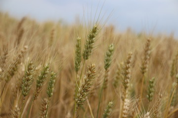 barley grain fields waiting for harvest in Zevenhuizen, the Netherlands.
