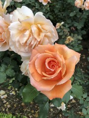Pink Orange Roses