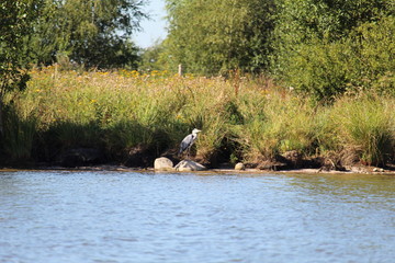 Heron Relaxing