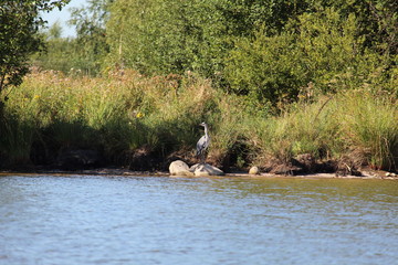 Heron Relaxing