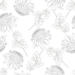 Chrysanthemum Outline Flower on White Background