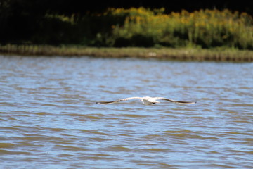 Flying Seagull