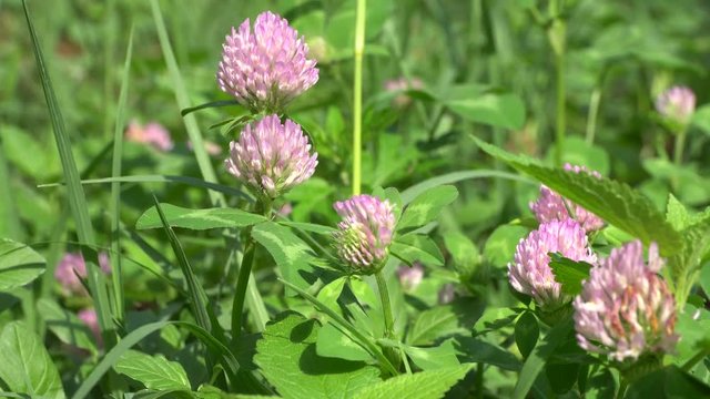 Close-up of a lawn with a pink clover meadow Trifolium pratense growing in August in the grass in the Caucasus Mountains