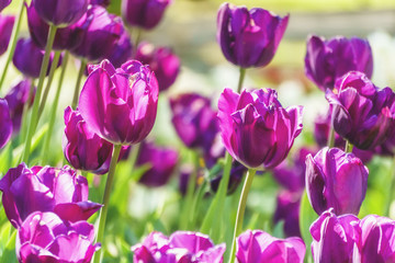 Obraz premium Tulips garden