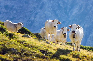 White piedmontese breed cows in the meadows of a mountain pasture on the Maritime Alps (Piedmont,...