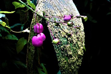 An unidentified plant with pink balloon fruits