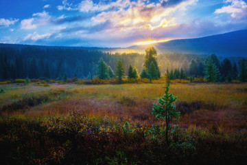 The awakening of the forest. Пробуждение тайги