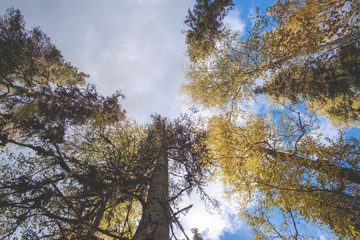 Bottom view of spruce and birch tree. Bark and tree crown.