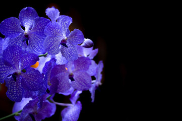 Purple singapore orchid or vanda orchid and black background. Copy space