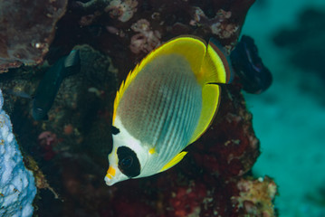 Fototapeta na wymiar Butterflyfish