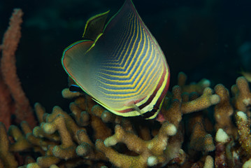 Butterflyfish