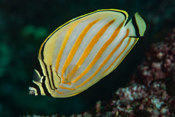 Fototapeta na wymiar Butterflyfish