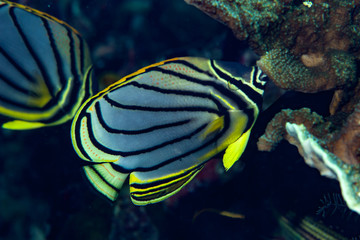 Meyer Butterflyfish Chaetodon meyeri