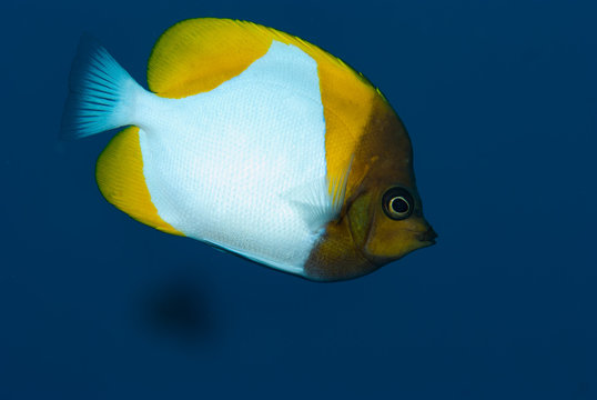 Pyramid Butterflyfish Hemitaurichtys polylepis