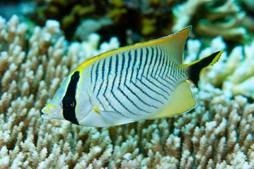 Vagabund Butterflyfish Chaetodon vagabundus
