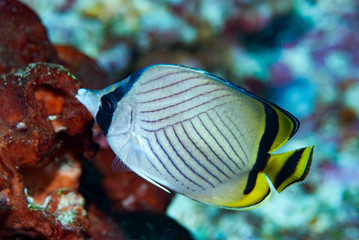 Vagabund Butterflyfish Chaetodon vagabundus