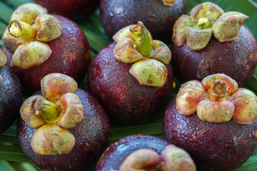 Group of Fresh Exotic Tropical Thai Fruit Mangosteens (Garcinia mangostana) on Banana Leaf