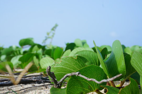 Sea grape leaves