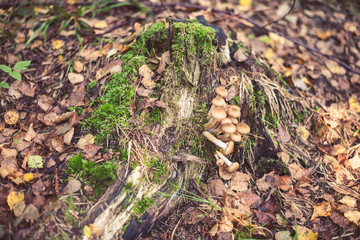 Mushroom in the forest