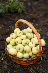 White apples in a basket in the garden