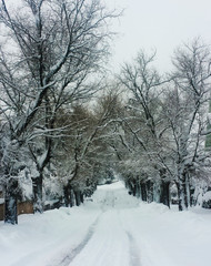 Snow covered trees