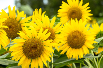 Obraz premium Sunflower of Akebono Agricultural Park in Kashiwa City, Chiba Prefecture, Japan / Akebono Agricultural Park is public park in Kashiwa city, Chiba, Japan
