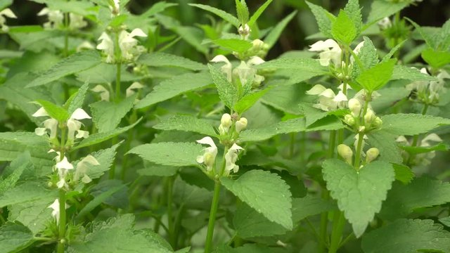 Close-up of a blooming and green nettle Lamium album growing in August in the grass on a lawn in the Caucasus Mountains