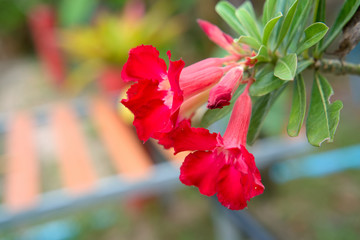 Closeup Red Azalea flowers on the flower pot.