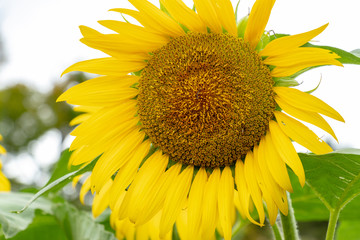 Obraz premium Sunflower of Akebono Agricultural Park in Kashiwa City, Chiba Prefecture, Japan / Akebono Agricultural Park is public park in Kashiwa city, Chiba, Japan