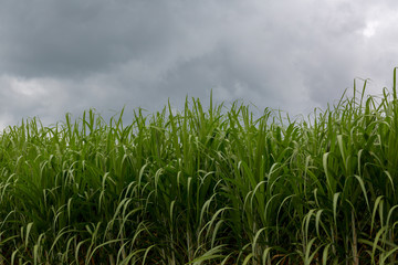 sugarcane plants grow in field.