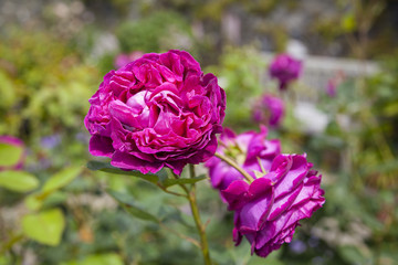 In einem praechtigen Garten in Wales