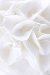 Beautiful white hydrangea or hortensia flowers. Free space. Hydrangea flora background