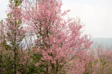 Obraz na płótnie Canvas Wild Himalayan Cherry is very beautiful. Flowering only winter.