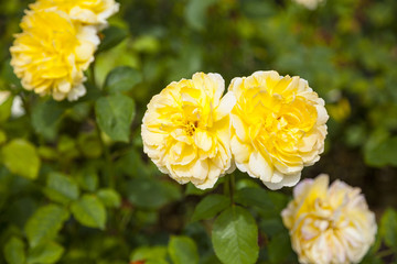 In einem praechtigen Garten in Wales