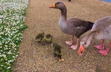 Feeding the swans, ducks and geese at the lake during the daytime in the summer.