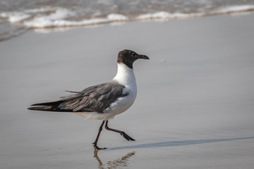 Laughing Gull (Leucophaeus atricilla) walking on a beach.