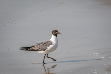 Laughing Gull (Leucophaeus atricilla) walking on a beach.