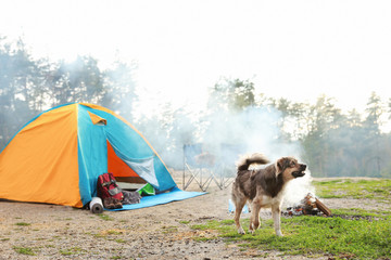 Cute dog near camping tent in wilderness