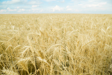 Endless wheat field. Beautiful landscape. Rich harvest.