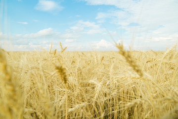 Fototapeta na wymiar Endless wheat field. Beautiful landscape. Rich harvest.