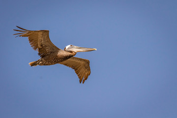 Fototapeta na wymiar Brown Pelican (Pelecanus occidentalis) in flight.