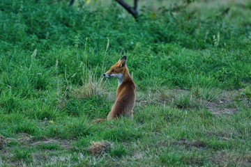 red fox cub,( vulpes vulpes) separated from his mother, looking wistfully for help.
